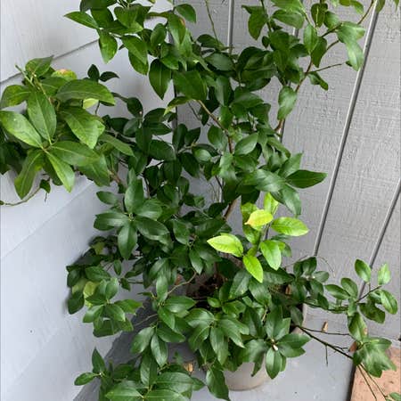 Photo of the plant species Key Lime Tree by Greenthumbyogikimg named Jimmy Buffet on Greg, the plant care app