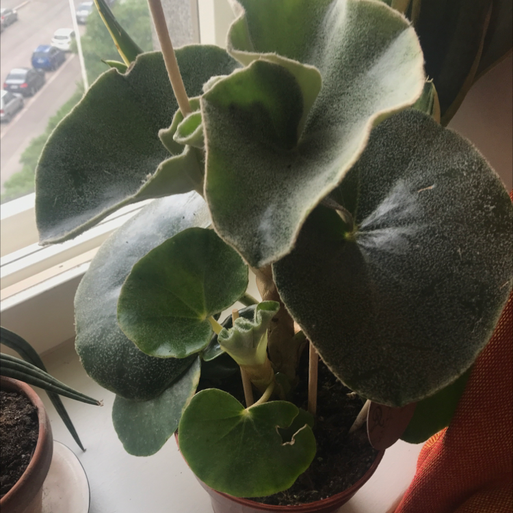 Photo of the plant species Begonia venosa by Maria named begonia venosa on Greg, the plant care app