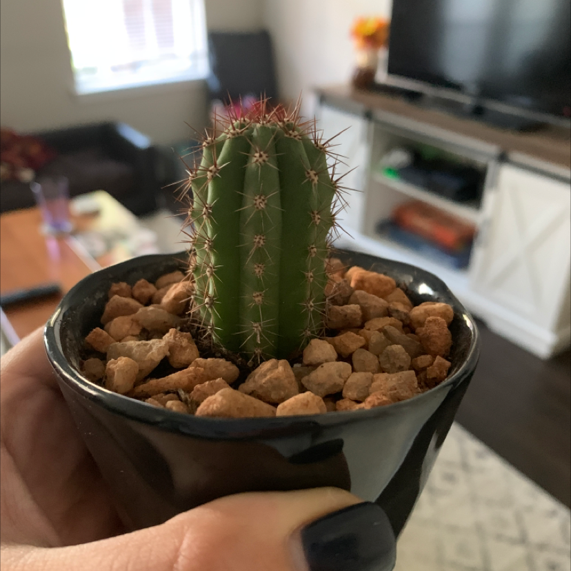 A healthy Mexican Fence Post Cactus in a black pot with rocky soil, held by a hand.