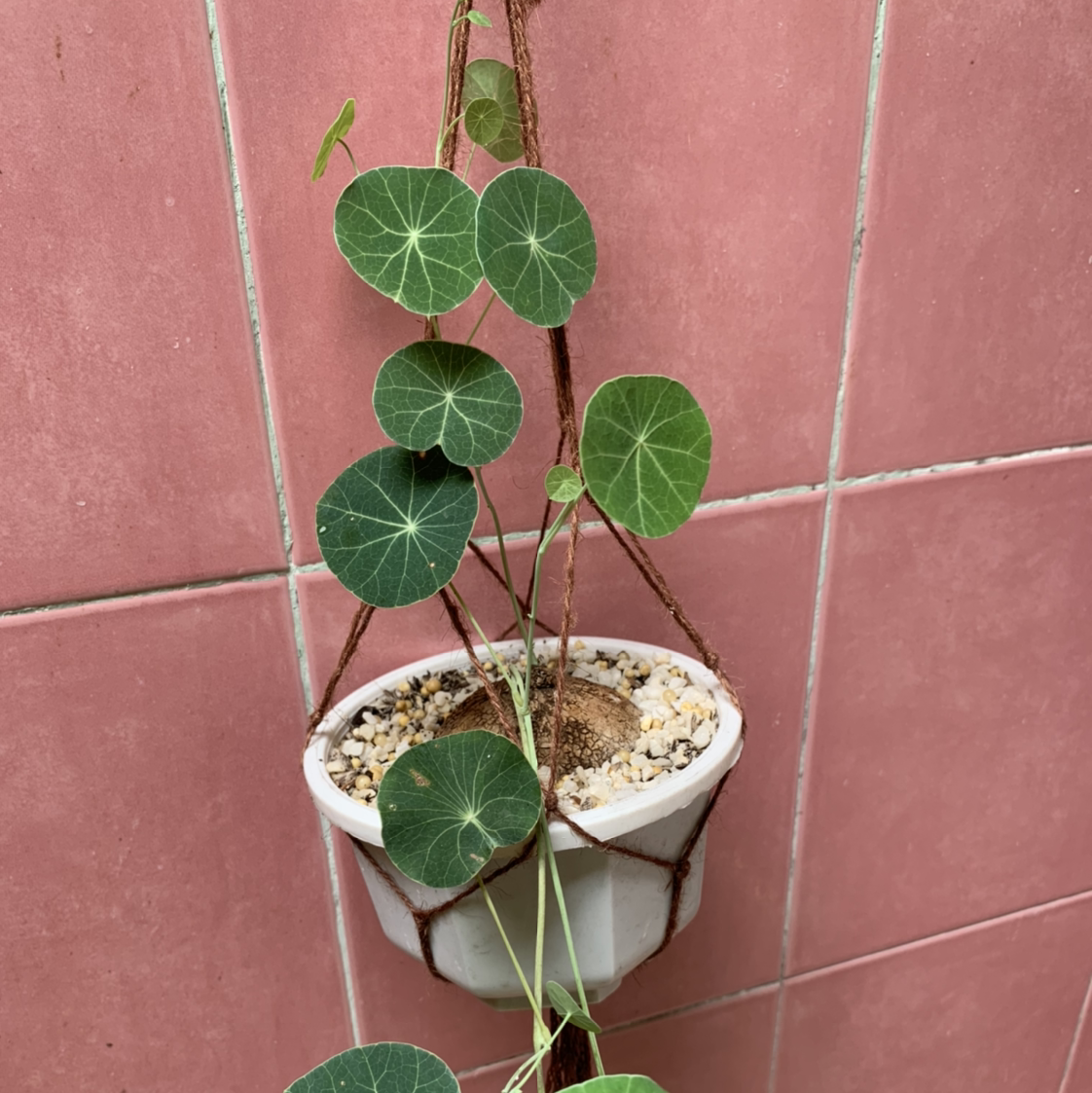 Garden Nasturtium plant in a hanging pot with round leaves and visible veins against a tiled background.