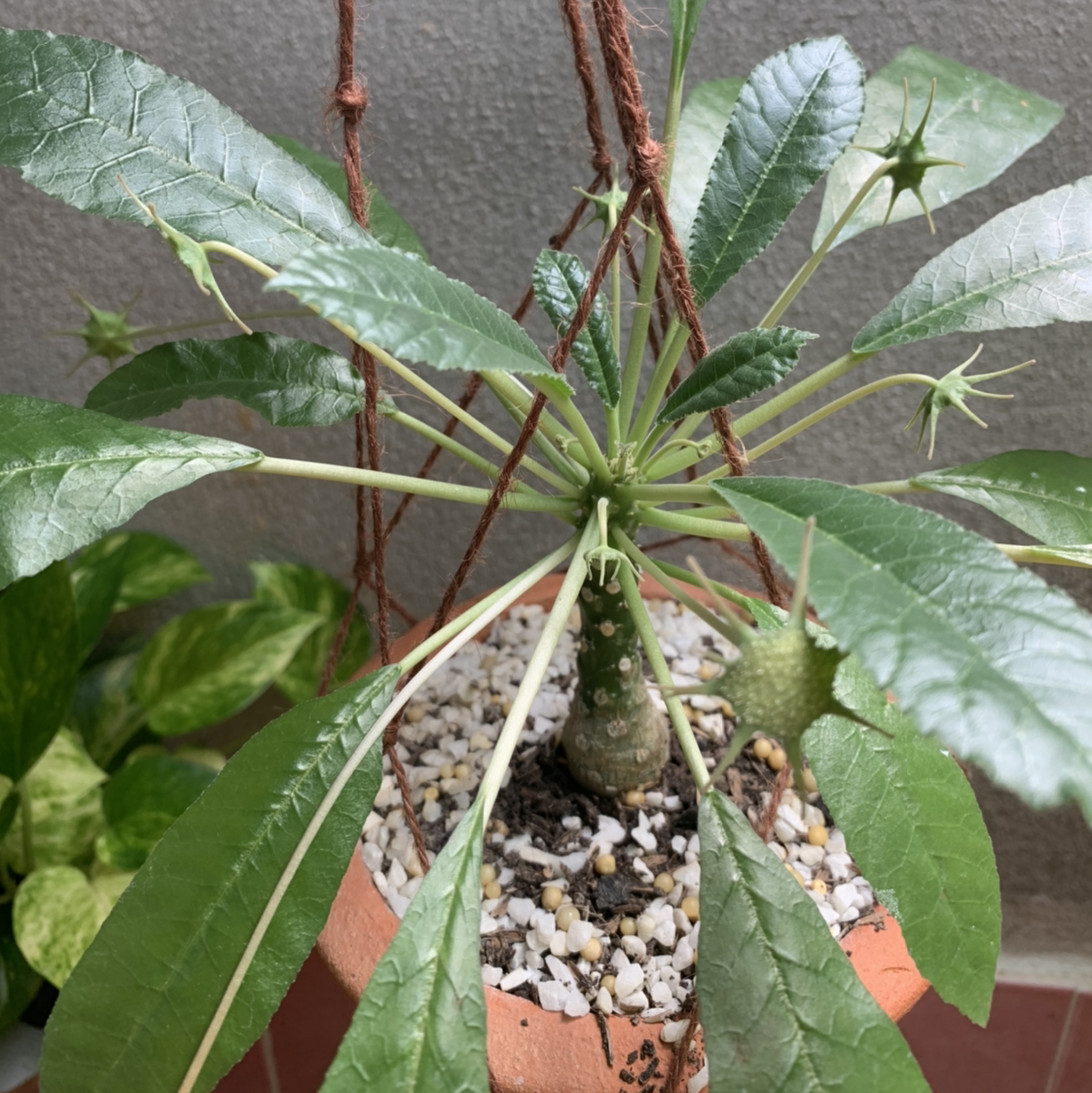 Photo of the plant species Parrot Impatiens by @Chris1989Ts named CoCo on Greg, the plant care app