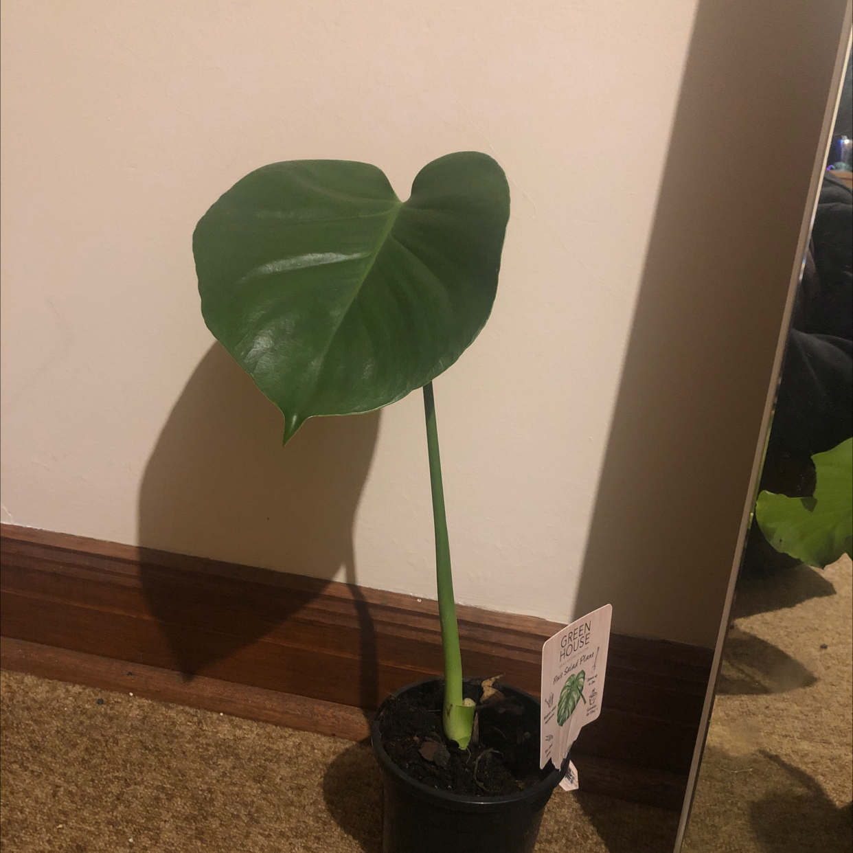 Monstera plant photo by Tori named Wiggle on Greg, the plant care app.