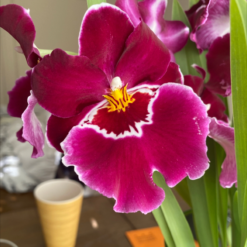 Photo of the plant species Miltoniopsis phalaenopsis by @NorwegianWood named Norwegian Wood on Greg, the plant care app
