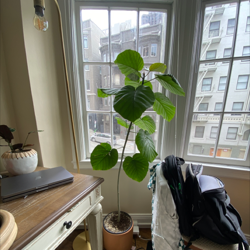 Ficus umbellata plant with large green leaves near a window, in a pot with visible soil.