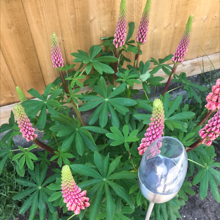 Big-Leaved Lupine plant with multiple flower spikes and healthy green leaves.