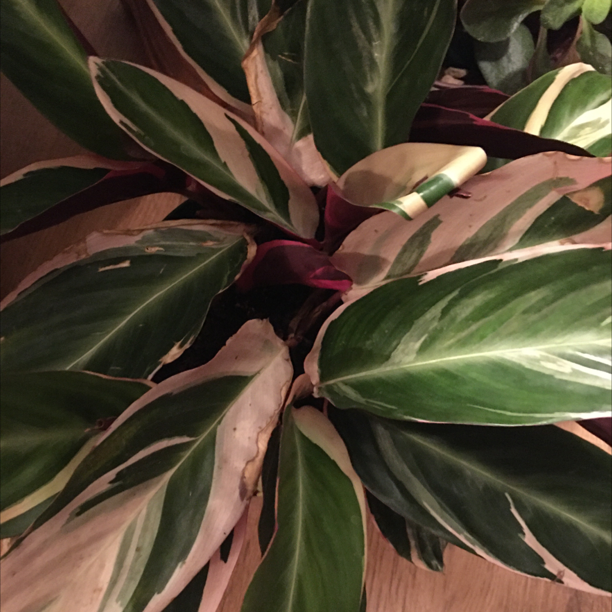 Triostar Stromanthe plant photo by James named Beauty on Greg, the plant care app.
