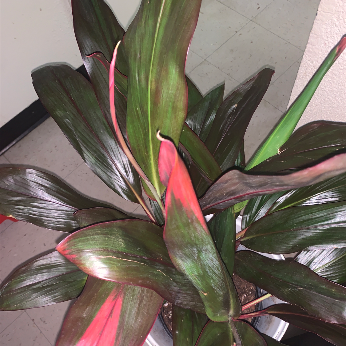 Close-up of a healthy Ti plant showcasing vibrant green, burgundy, and pink lance-shaped leaves with glossy texture.