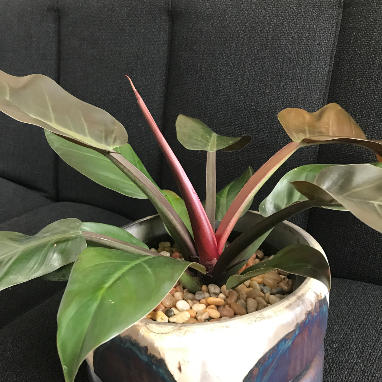 Philodendron 'Imperial Red' plant in a pot with pebbles, healthy red and green leaves.