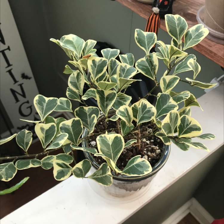 Healthy variegated Weeping Fig houseplant in a black plastic pot, with a human hand pointing at a leaf.