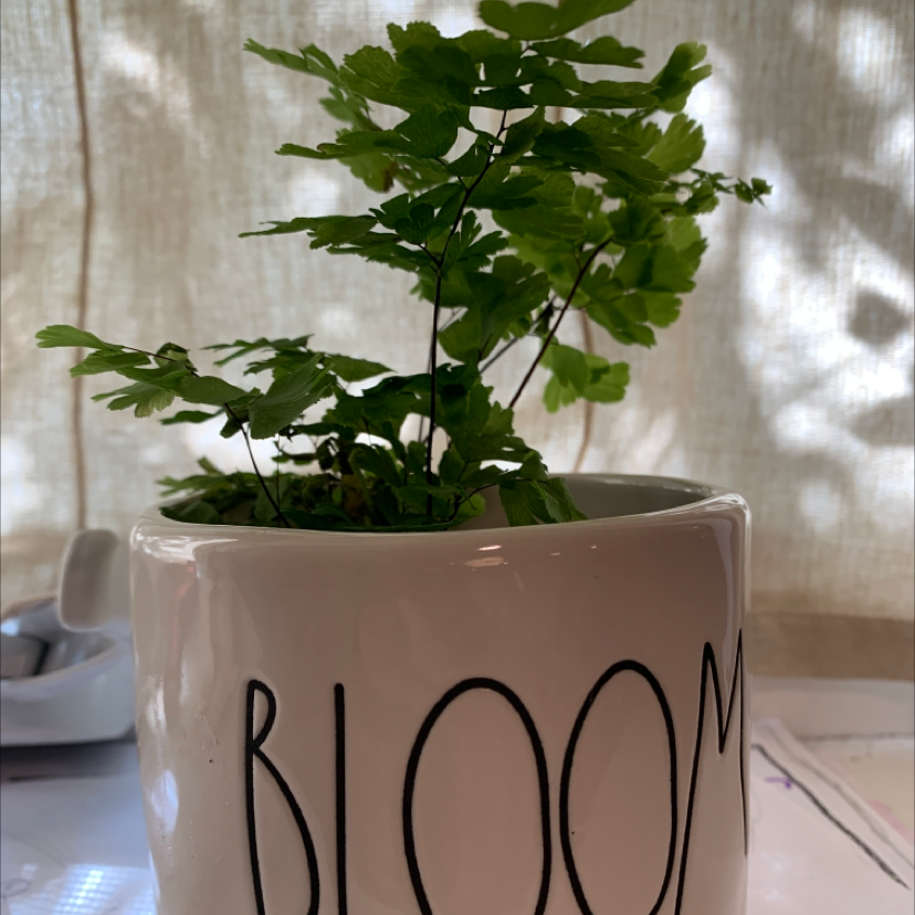 Healthy young China Doll plant with lush green pinnate leaves growing in a white ceramic 'BLOOM' pot, well-framed photo.