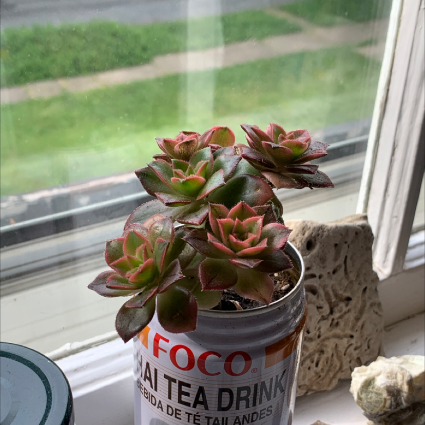 Aeonium 'Kiwi' plant in a repurposed tea drink can, healthy with vibrant green and pink leaves.