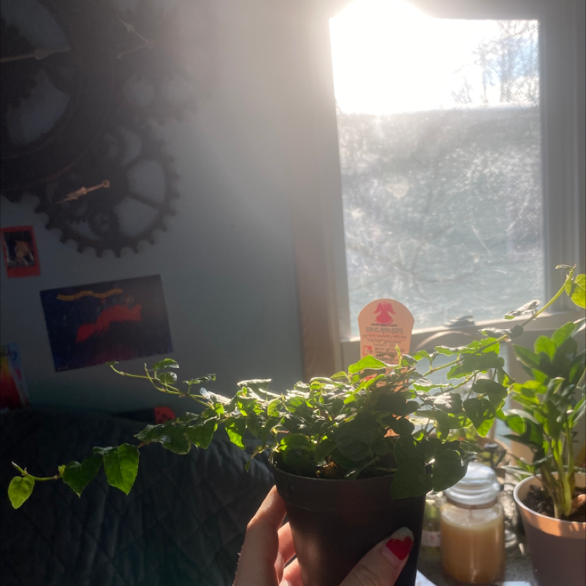 Healthy creeping fig houseplant with small green leaves on vines held by a hand in front of a sunny window.