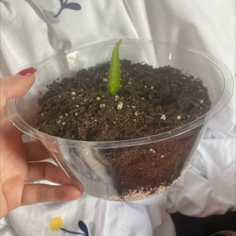Young dragonfruit plant in a clear plastic container with soil, held by a hand.
