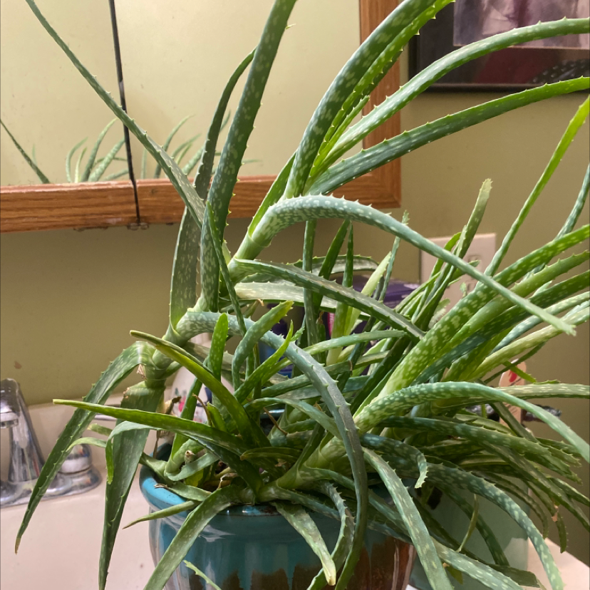 Aloe vera plant photo by @boyxpolaris named elizabeth on Greg, the plant care app.