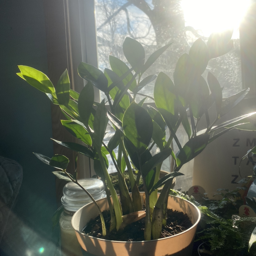 Zamioculcas Zamiifolia plant photo by @boyxpolaris named arabella on Greg, the plant care app.