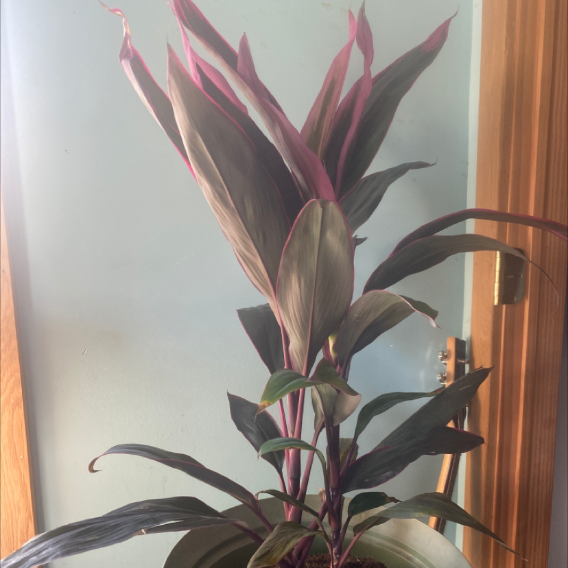 Close-up of a healthy Ti Plant with vibrant burgundy and green striped, lance-shaped leaves radiating from the stem.
