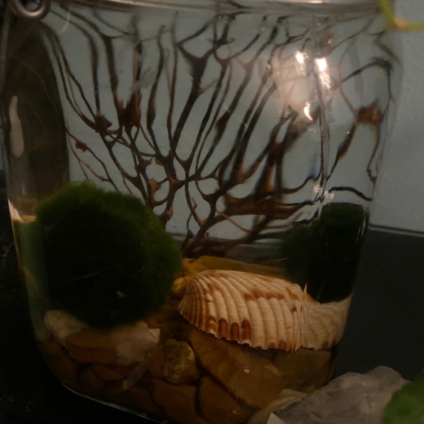 Marimo moss ball in a glass container with water, rocks, and a seashell.