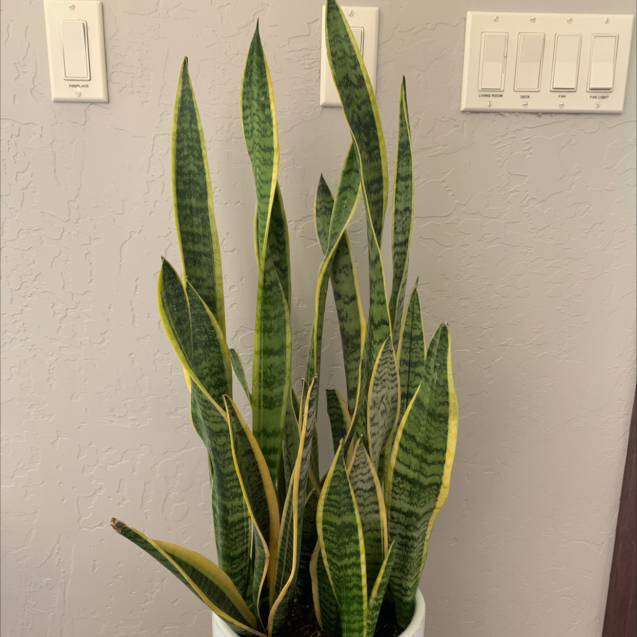 Snake Plant plant photo by Katrina named Living room snake on Greg, the plant care app.