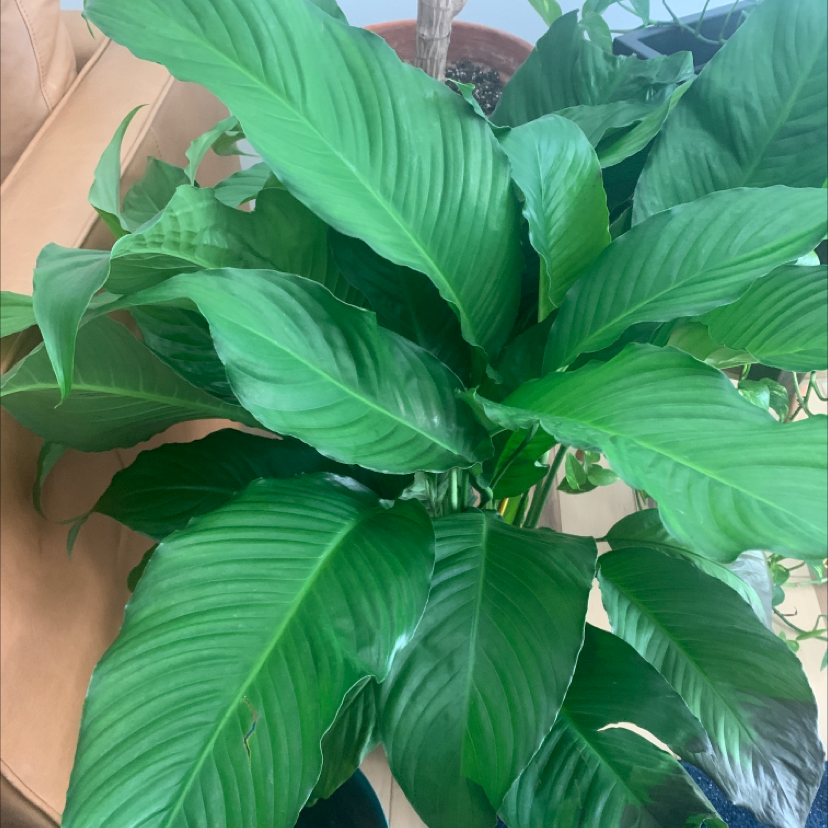 Peace Lily plant photo by @Tel named Lulu on Greg, the plant care app.