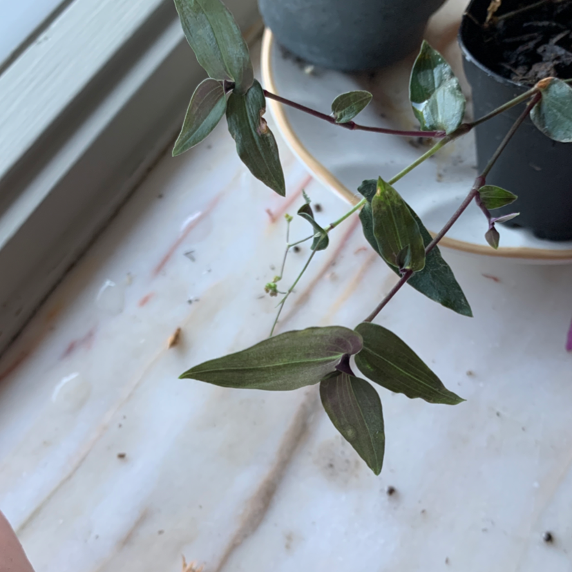 Tahitian Bridal Veil plant with dark green leaves in a pot near a window.