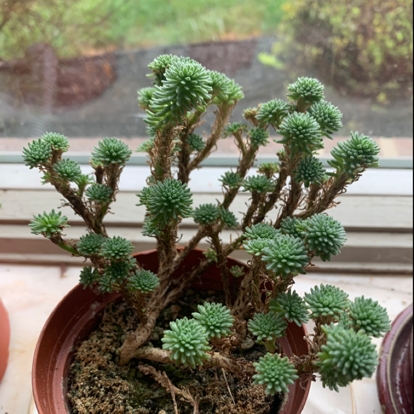 Potted Annual Stonecrop plant with small, green, succulent leaves.