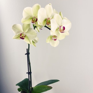Phalaenopsis Orchid plant in Des Plaines, Illinois