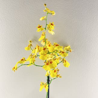 Dancing-Lady Orchid plant in Des Plaines, Illinois