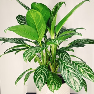 Chinese Evergreen plant in Des Plaines, Illinois