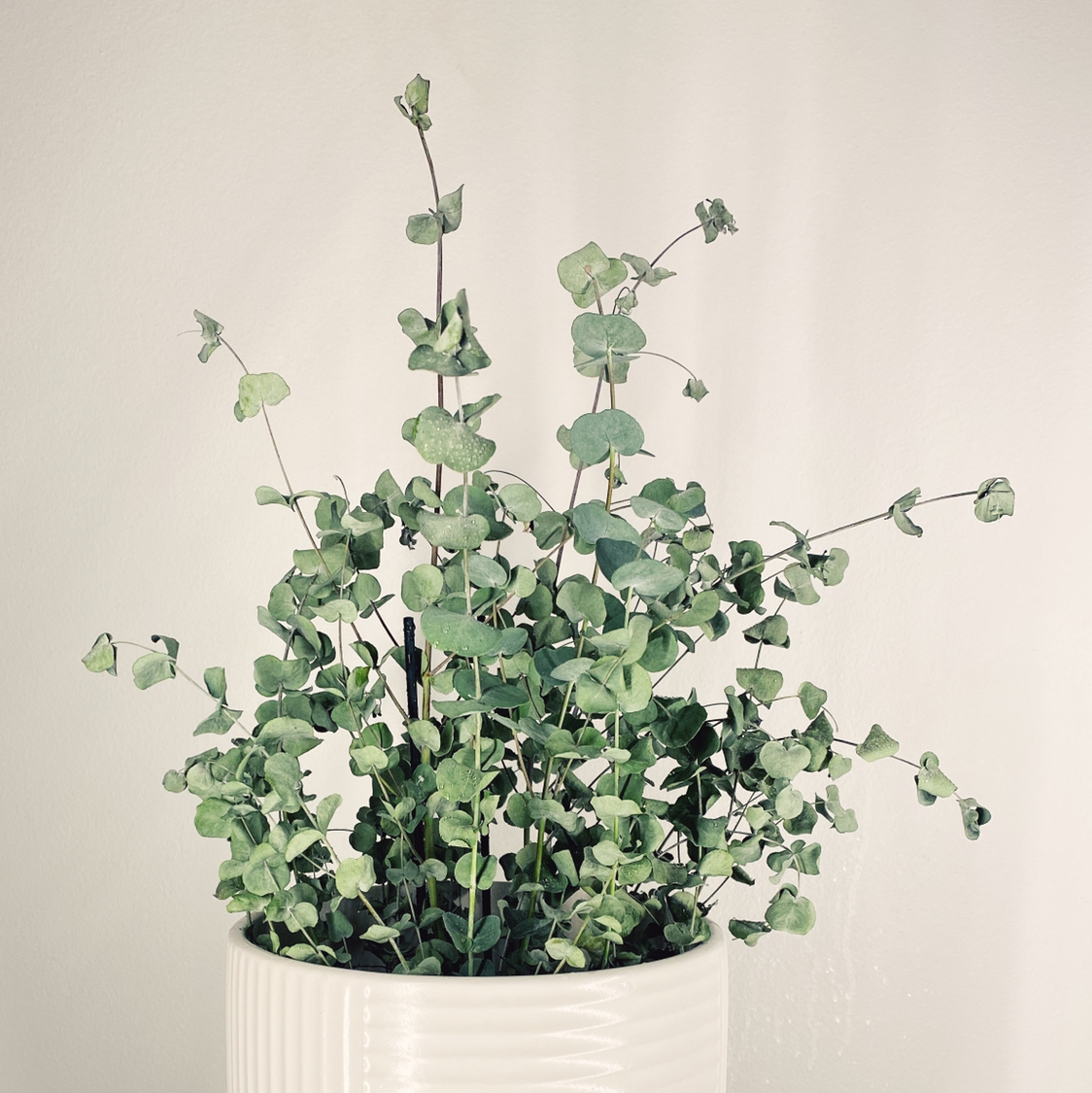 Healthy Silver Dollar Tree plant with round green leaves in a white ceramic pot, no signs of disease or distress.