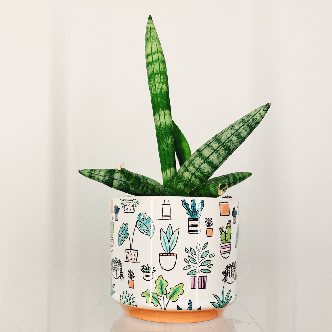Starfish Snake Plant in a decorative pot with plant illustrations.