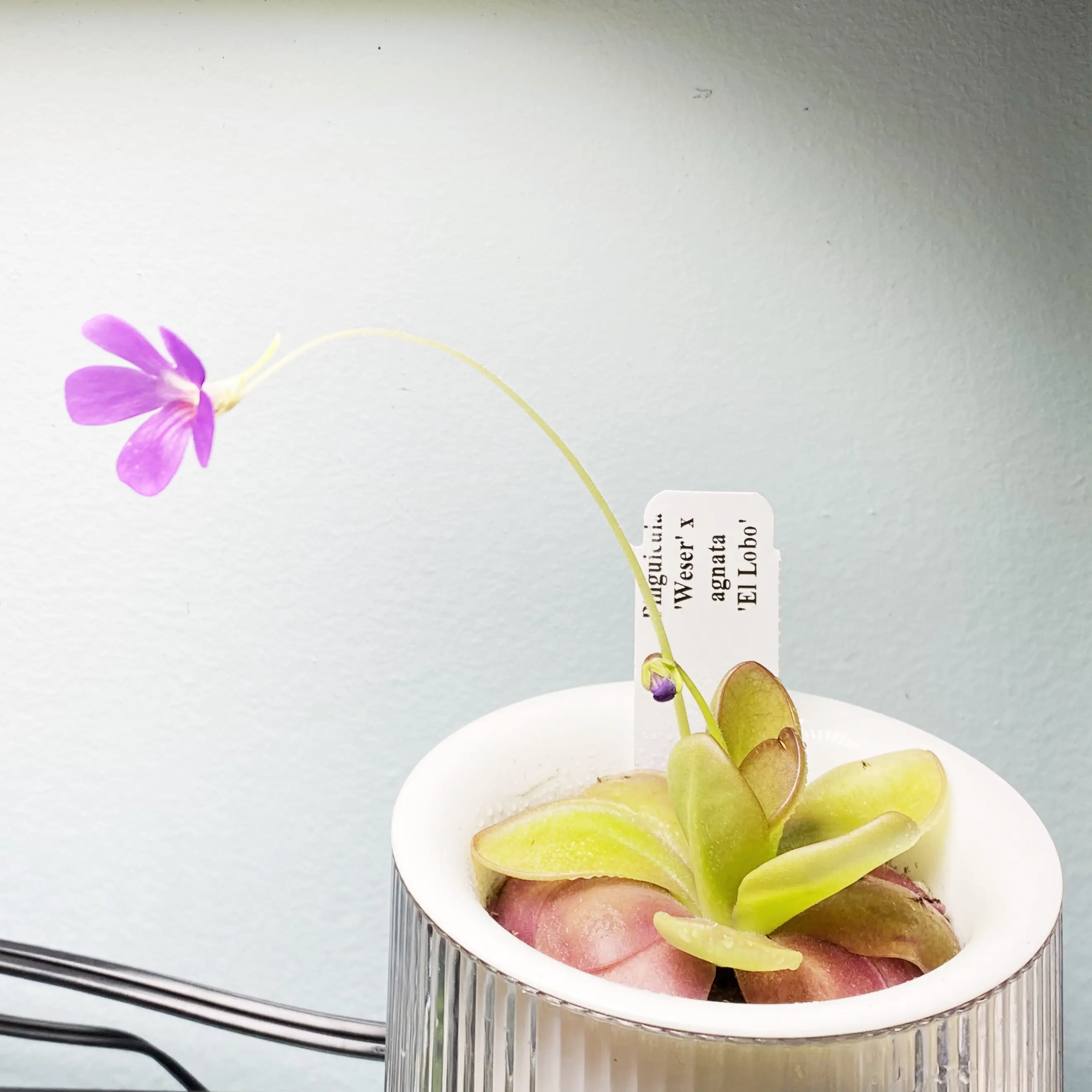 Photo of the plant species El Lobo Butterwort by @LinaValenz named Pinguicula Weser x Agata ‘El Lobo’ on Greg, the plant care app