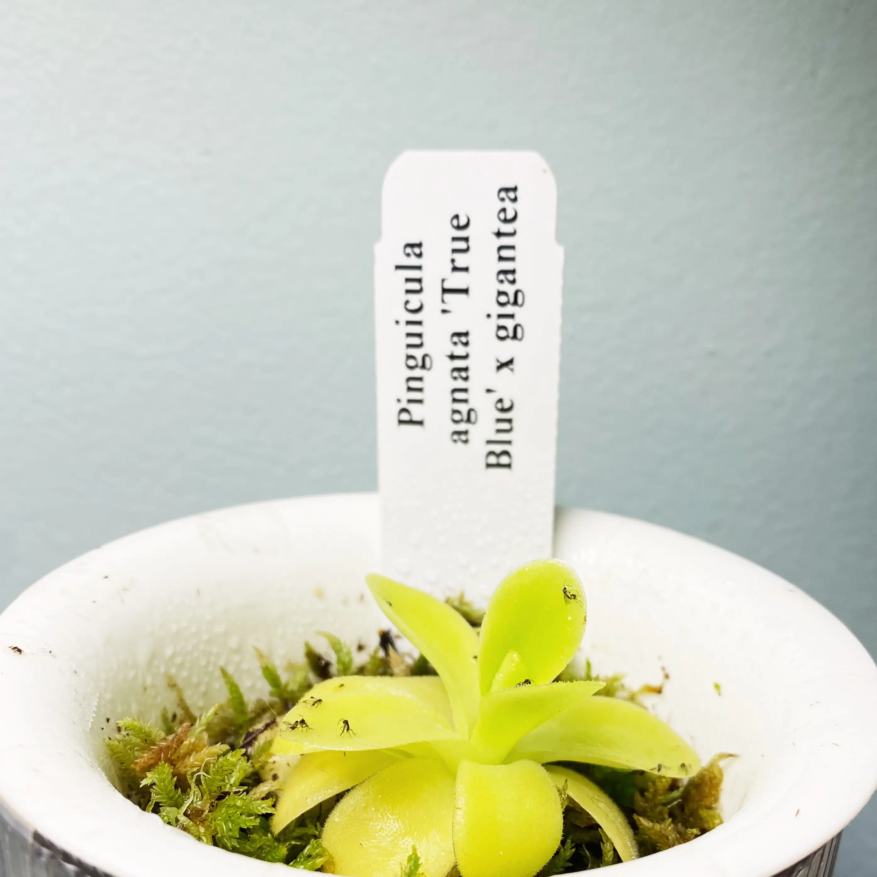 Photo of the plant species True Blue Butterwort by @LinaValenz named Pinguicula ‘True Blue’ Agnata x Gigantea on Greg, the plant care app