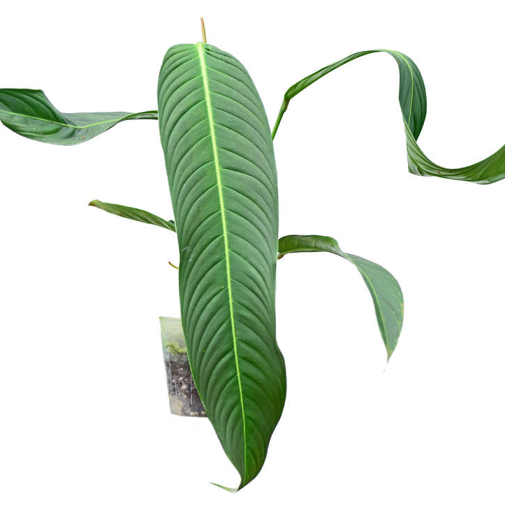Photo of the plant species Philodendron heterocraspedon by @LinaValenz named Anthurium heterocraspedon on Greg, the plant care app
