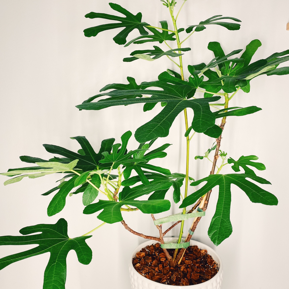 Brown Turkey Fig plant in a white pot with healthy green leaves and visible soil.