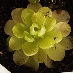 Mexican Butterwort plant