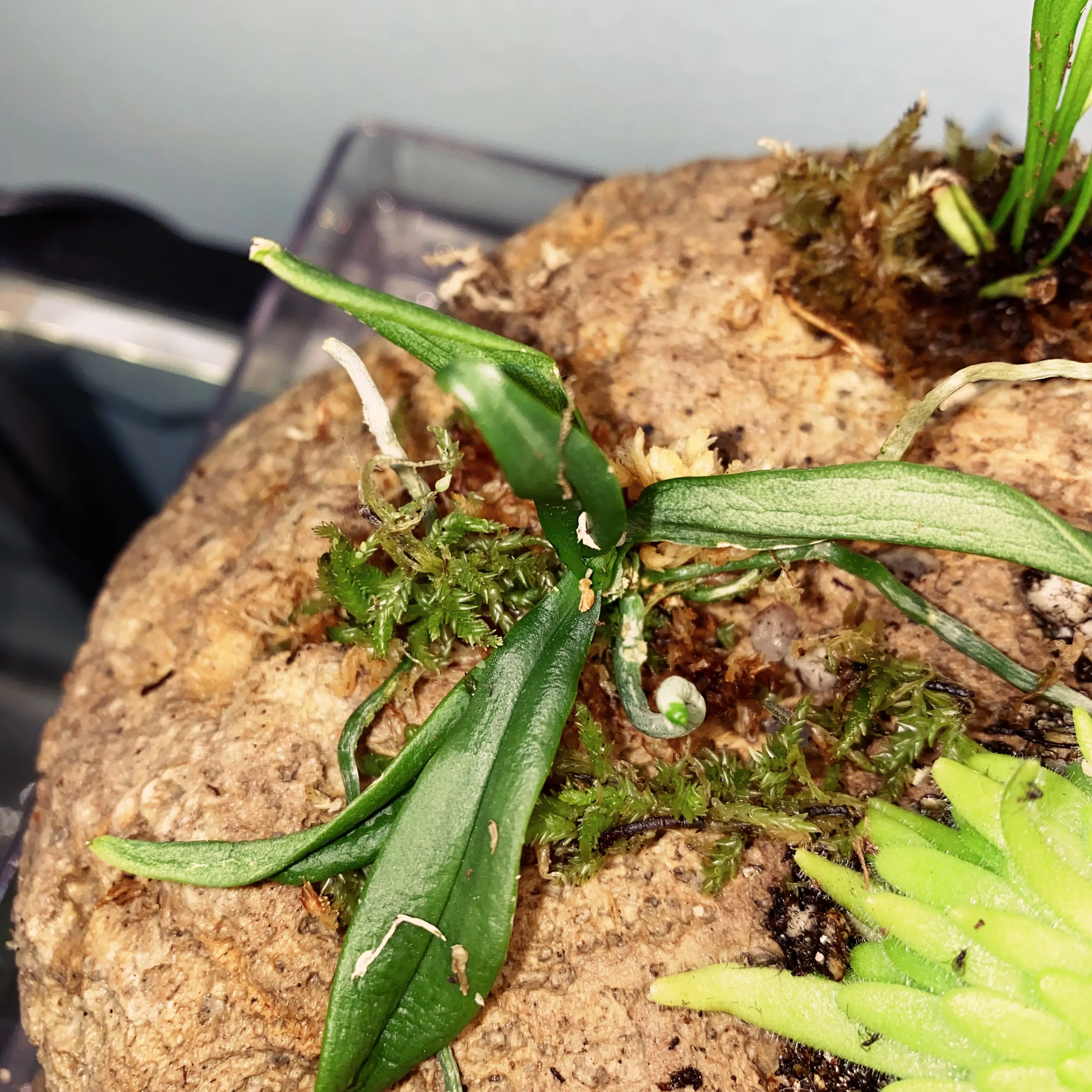 Photo of the plant species Grosourdya appendiculata by @LinaValenz named Grosourdya Appendiculata on Greg, the plant care app