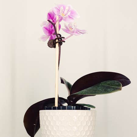 Photo of the plant species phalaenopsis orchid by @LinaValenz named Phalaenopsis ‘Jiaho’s Pink Girl’ on Greg, the plant care app