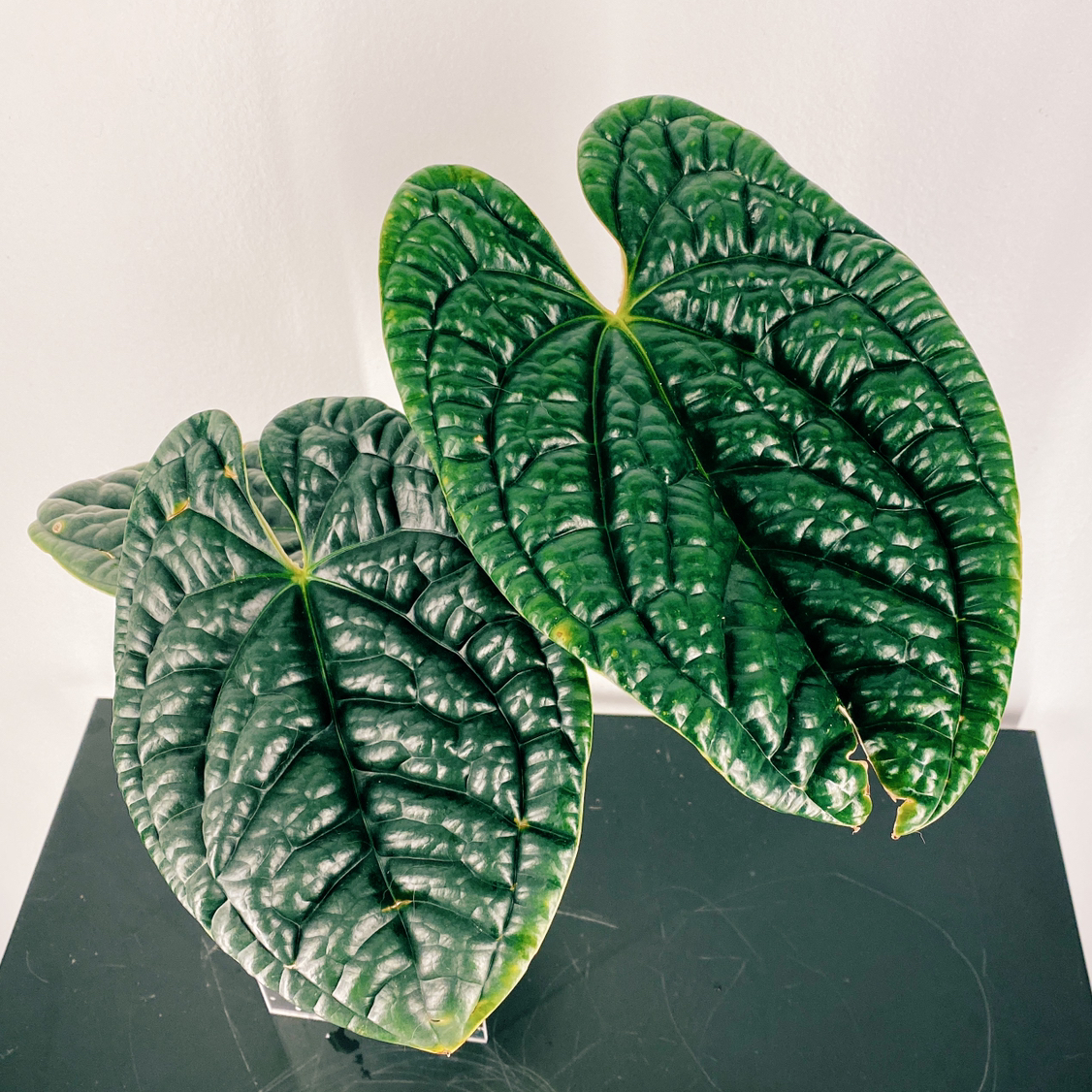Anthurium Luxurians plant with large, glossy, dark green leaves.