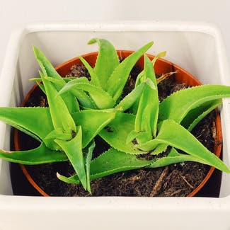 Aloe vera plant in Des Plaines, Illinois
