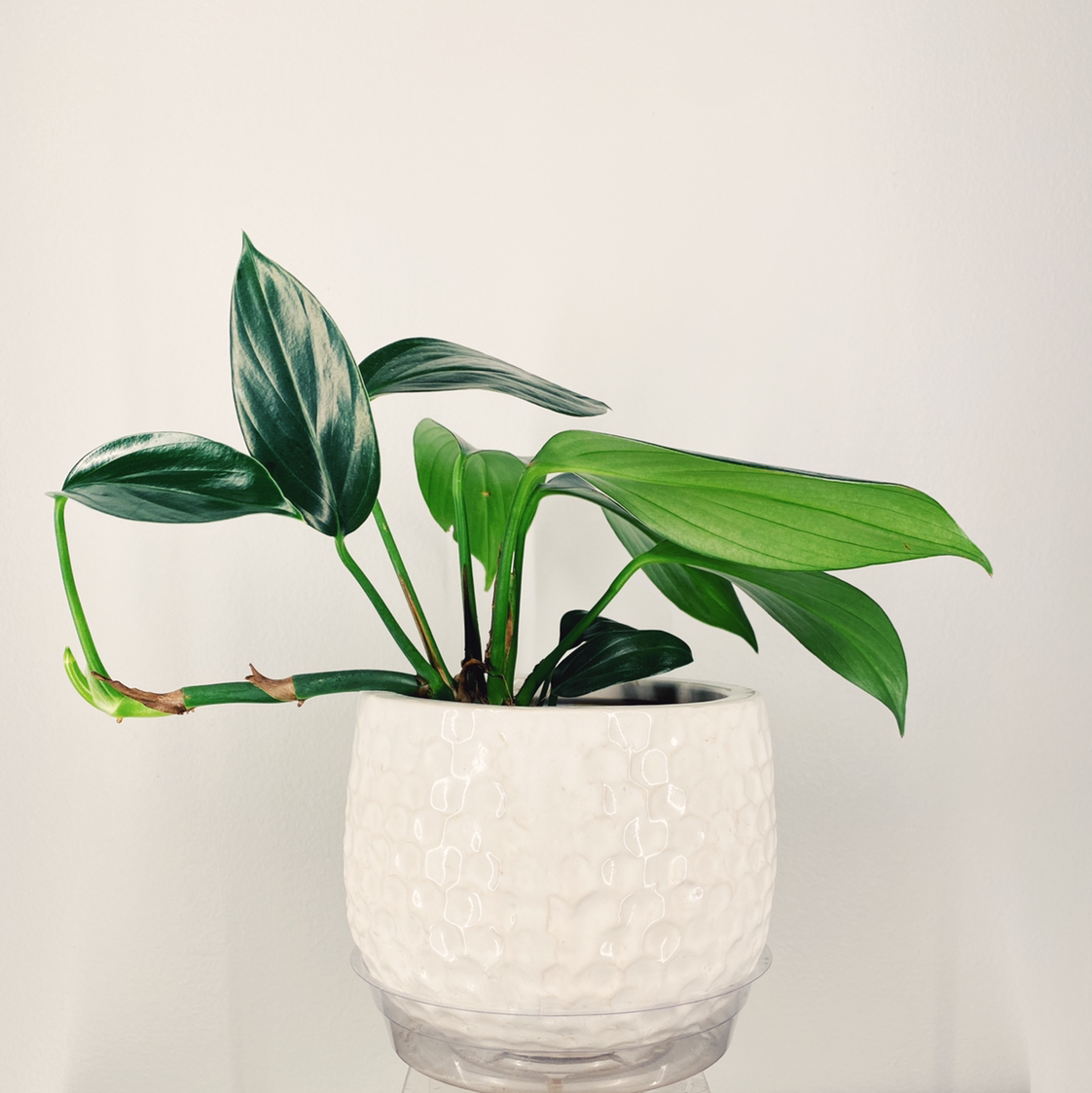 Rhaphidophora decursiva plant in a white textured pot with green leaves.