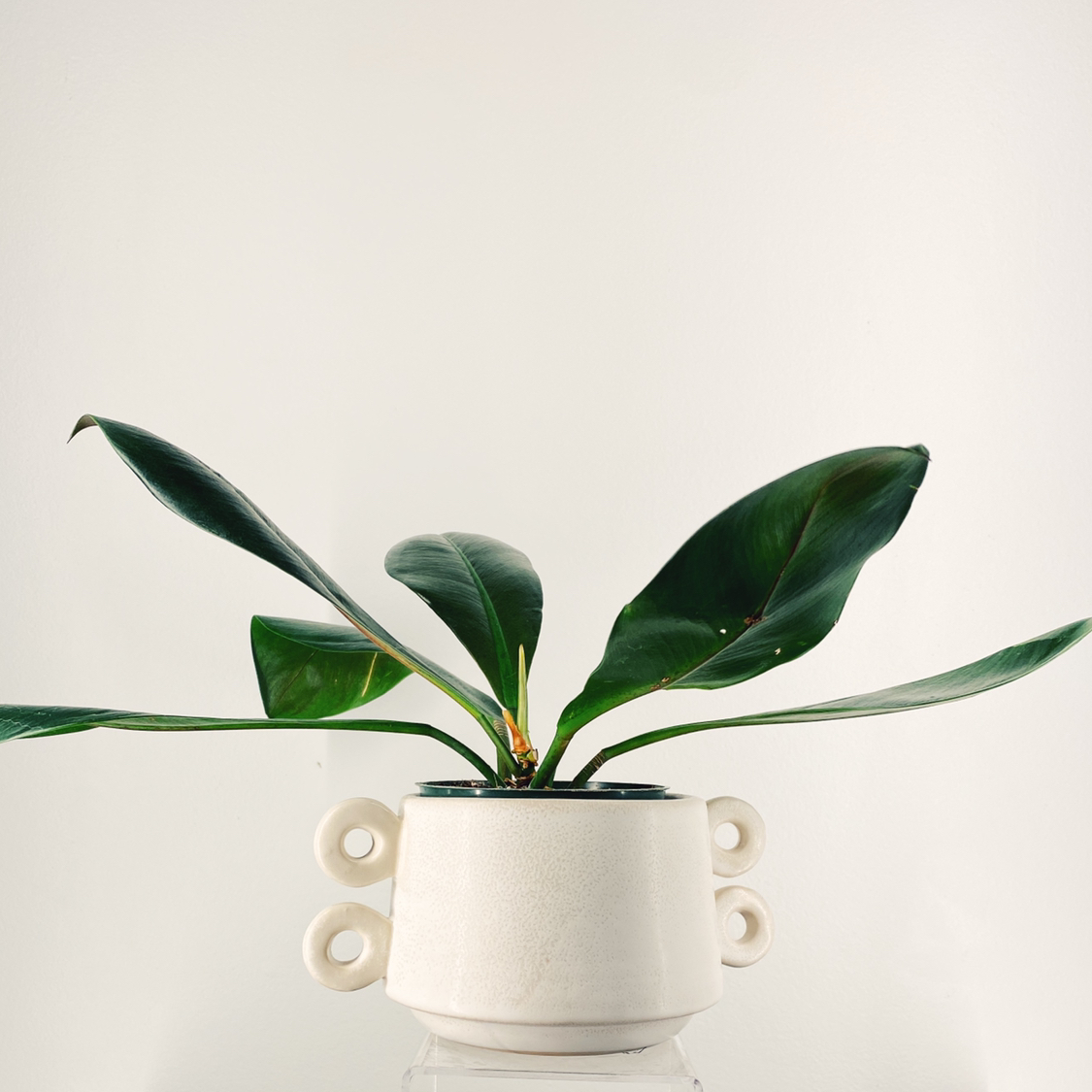 Linnaei Kunth plant photo by @LinaValenz named Philodendron Linnaei on Greg, the plant care app.