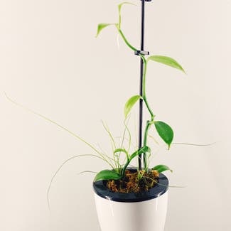 Flat Leafed Vanilla plant in Des Plaines, Illinois