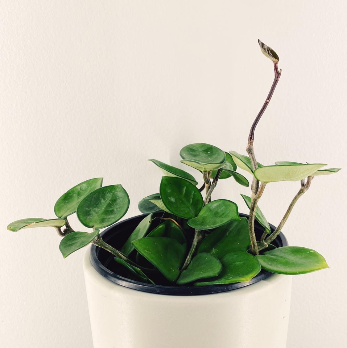 Chelsea Hoya plant in a white pot with healthy green leaves.