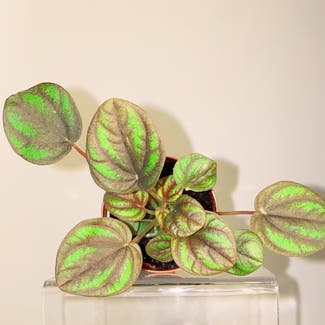 Peperomia 'Peppermill' plant in Des Plaines, Illinois