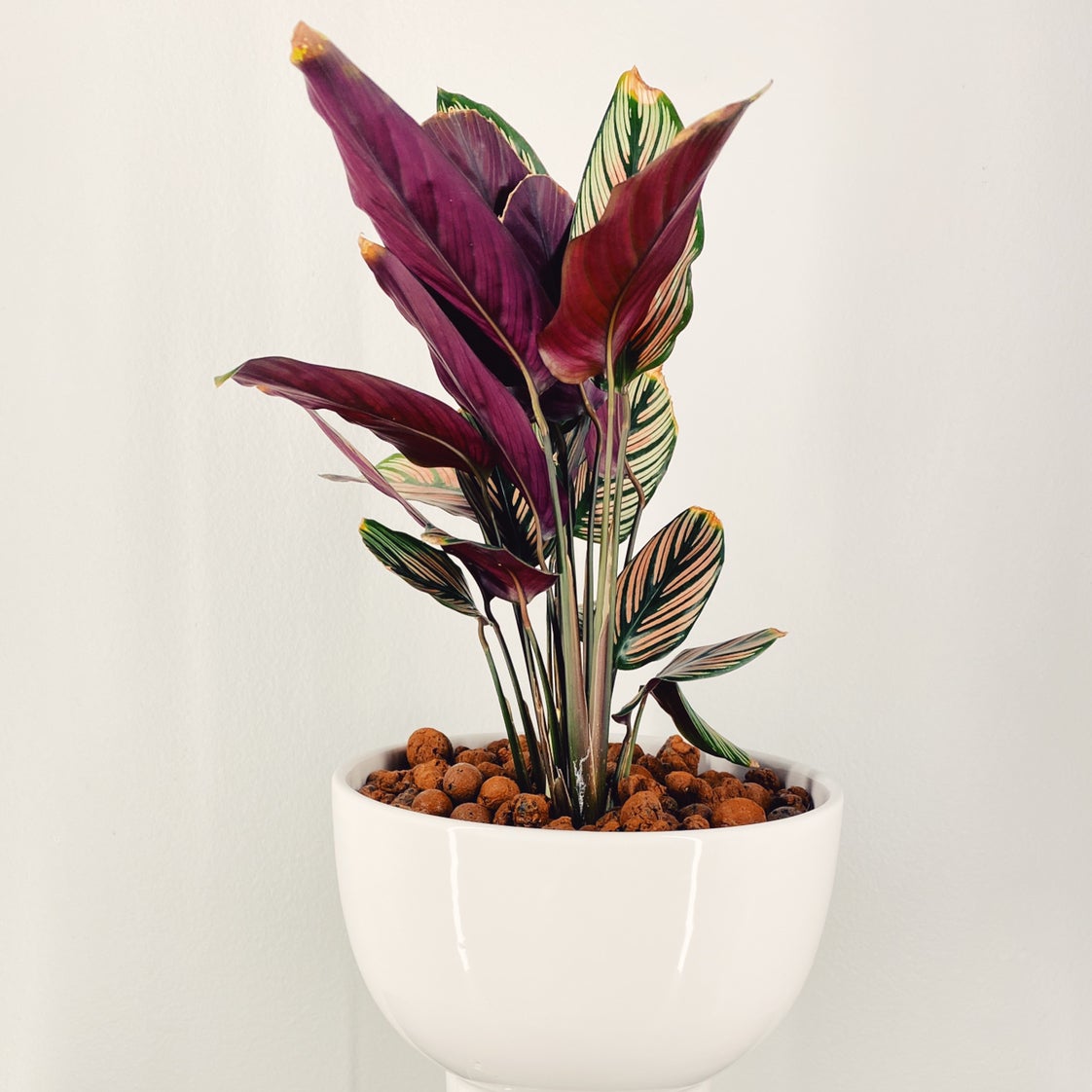 Goeppertia majestica plant in a white pot with colorful leaves.