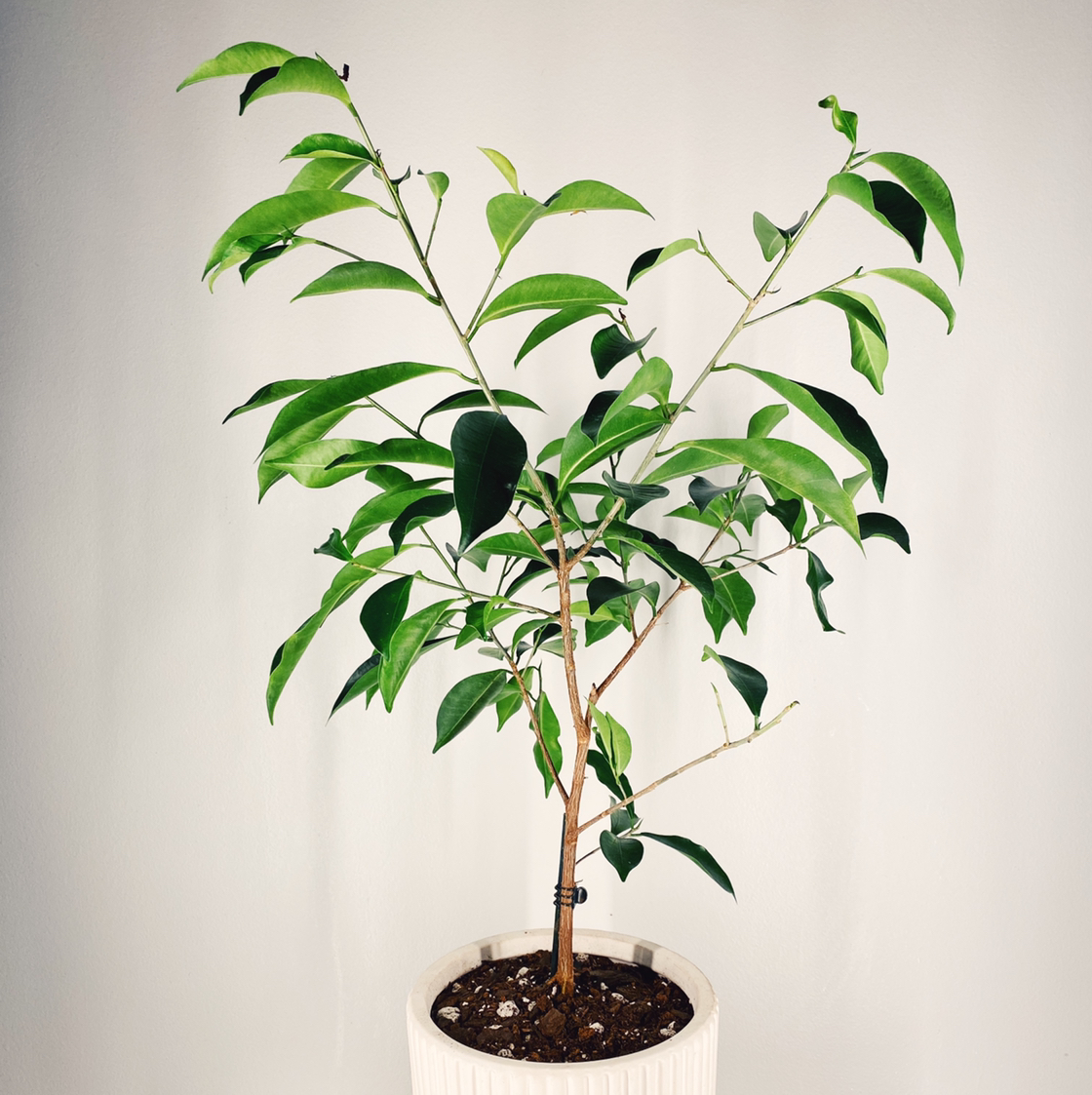 Weeping Fig plant photo by @LinaValenz named Ficus Benjamina on Greg, the plant care app.