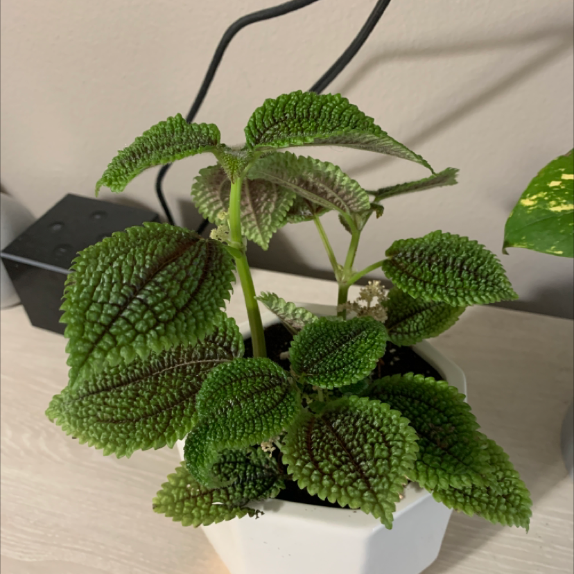 Photo of the plant species Friendship Plant by @MegD named Bigleef Smalls on Greg, the plant care app