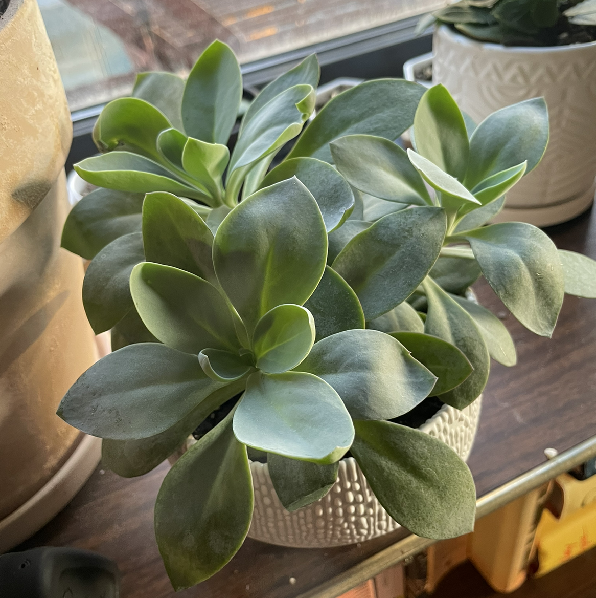 Photo of the plant species Rock Purslane by @Jkjackets named Coco on Greg, the plant care app