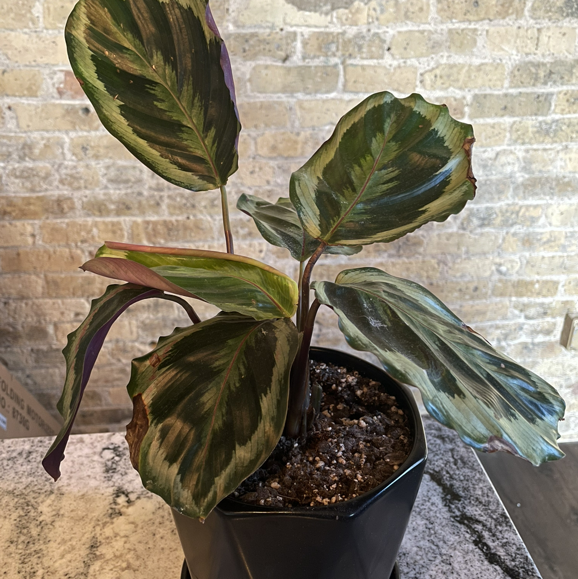 Calathea 'Medallion' plant in a black pot with patterned leaves, placed indoors.