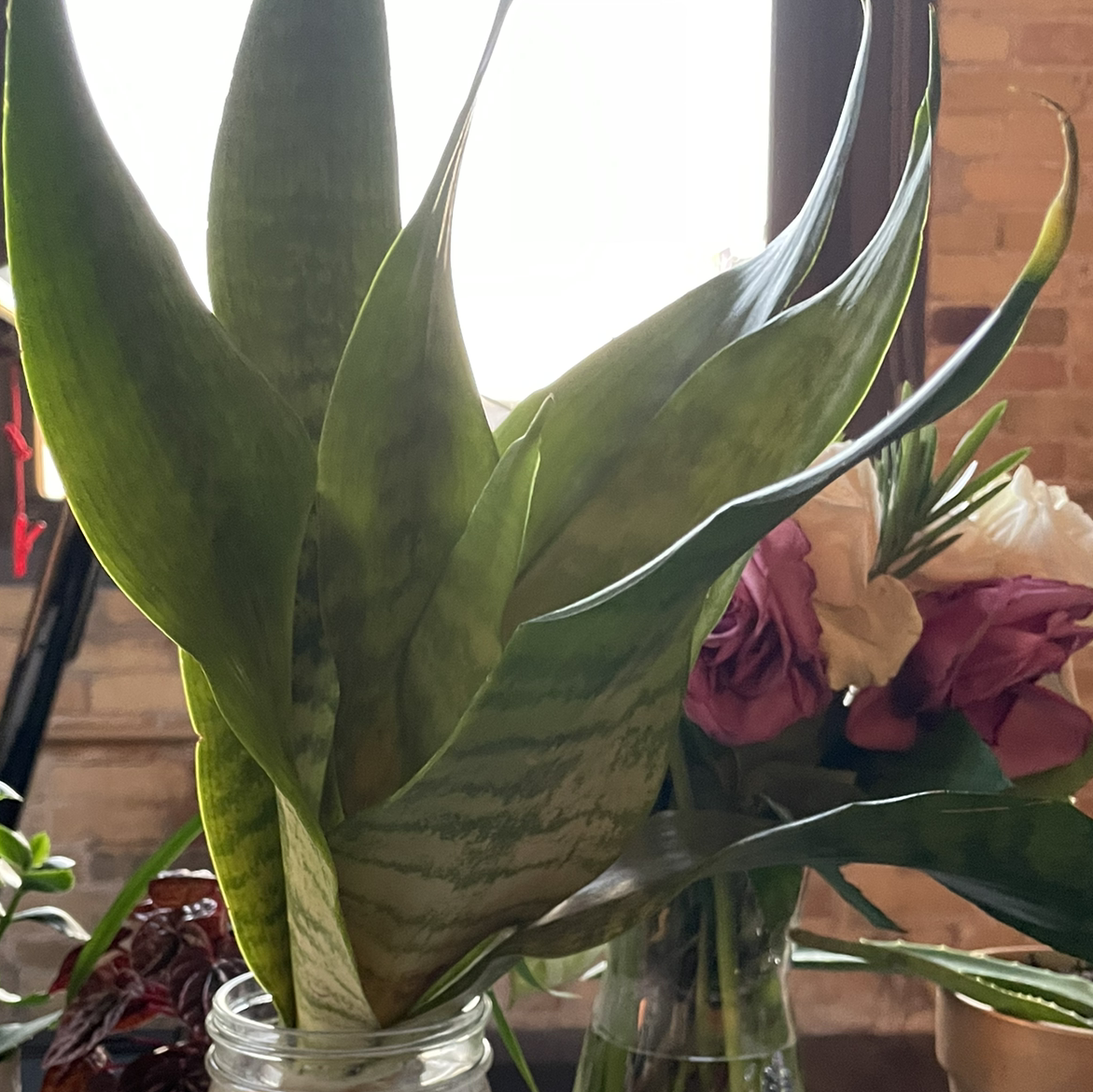 Black Robusta Snake Plant with healthy, upright leaves in a well-lit room.